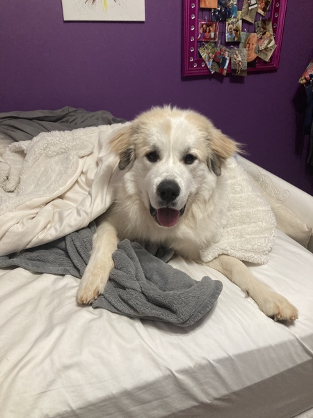 Duke