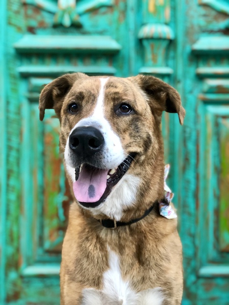 Archie