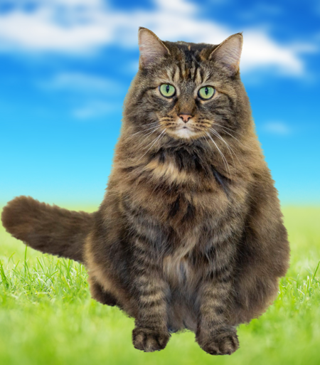 Tori (EVHS Shelter Greeting Cat) 