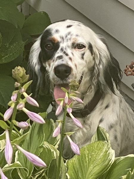 Lady Mae