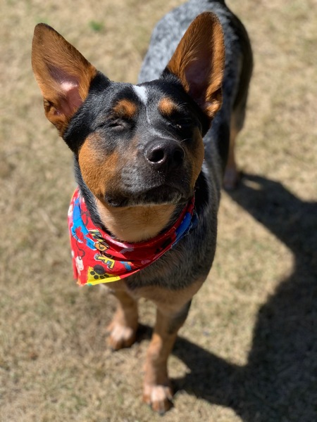 Gunner