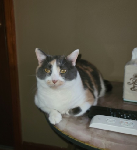 Kitcat 