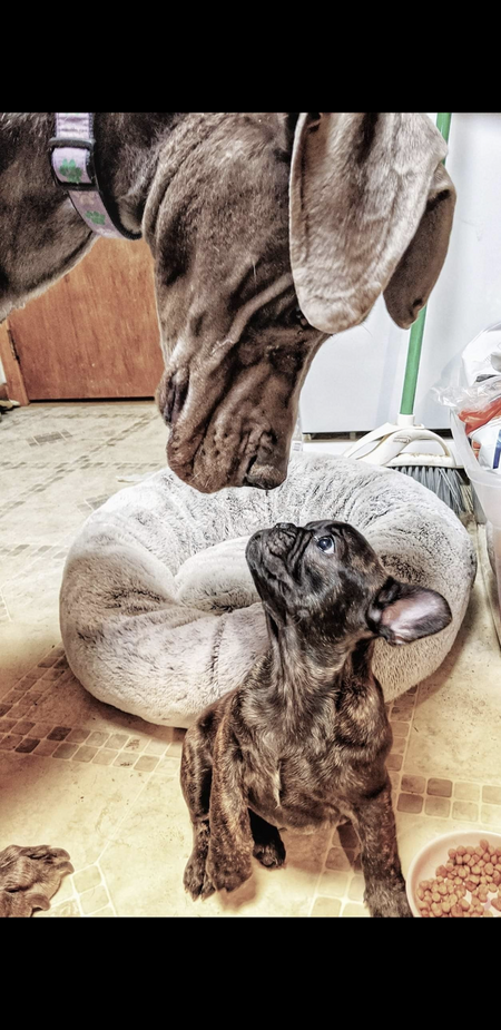 Bristol and little sister Izzy