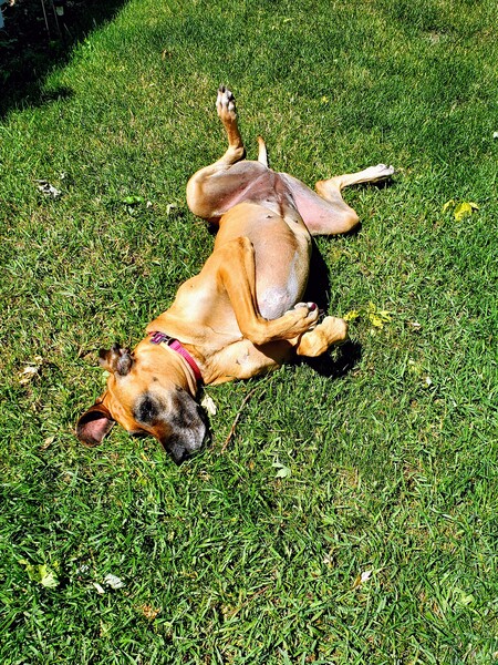 Libby