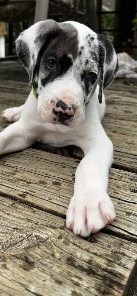 Archie 