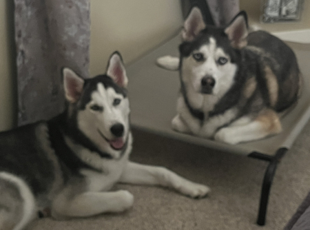 (L) Zeus 7mo. (R) Thor 4yrs. 