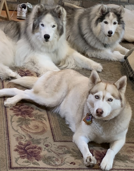 Sophie, Buckeye, and Luna