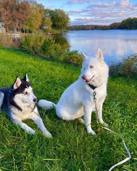 Lobo & Posey