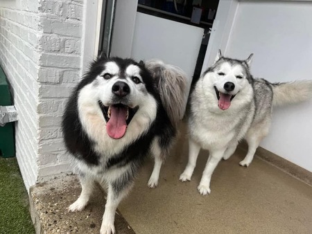 Dakota (left), Bear (right)