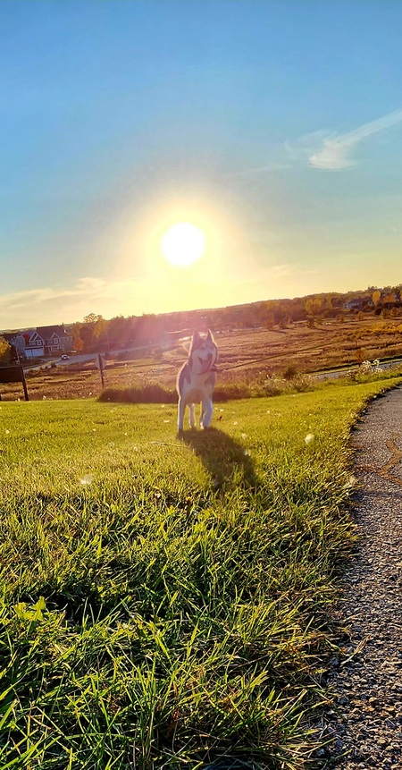 Siku