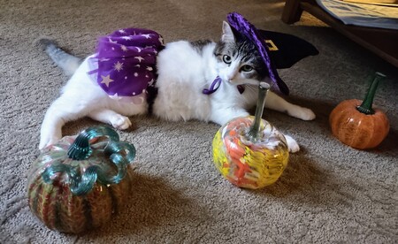 Momma Mia