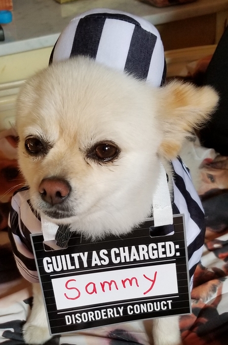 Sammy