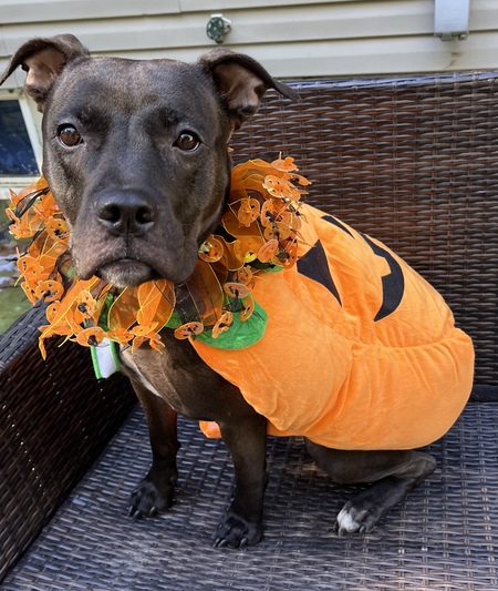Our Lil’ Pumpkin - Vayda