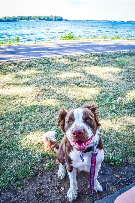 Chewie