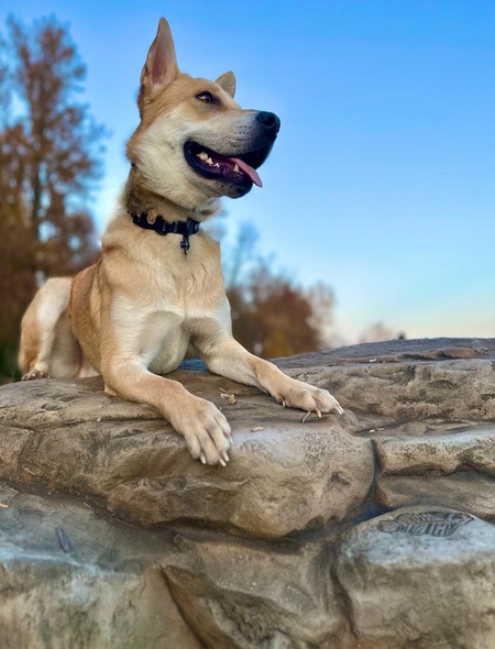 Bowie