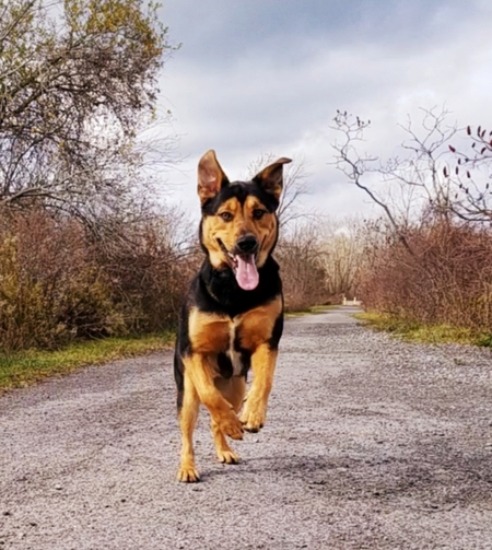 Codi