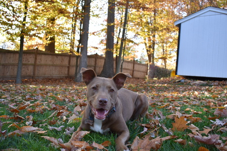 Kona