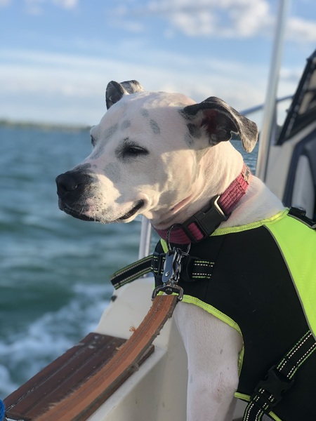 Nova