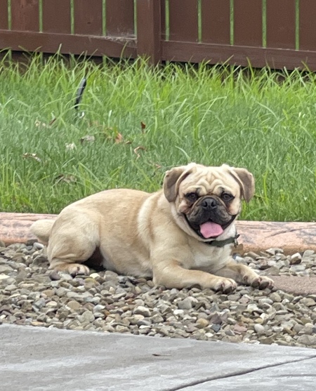 Frankie