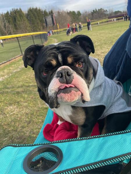 Fenway Bark