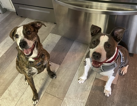 Cookie and Stella 