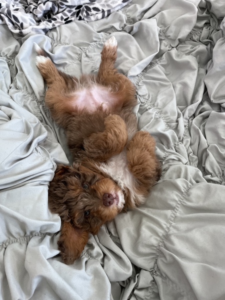 Oscar 