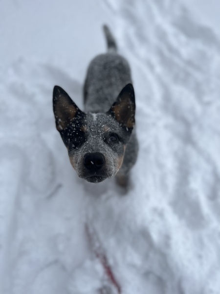 Riggs