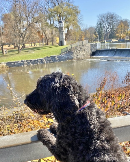 Nova