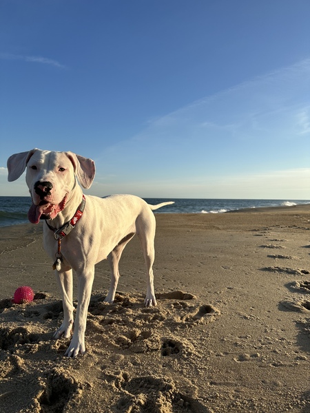 Rosie 