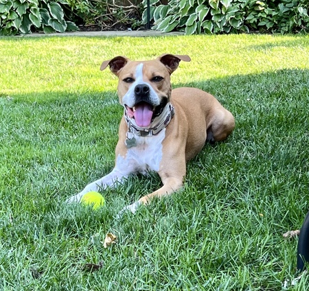 Ralphie 