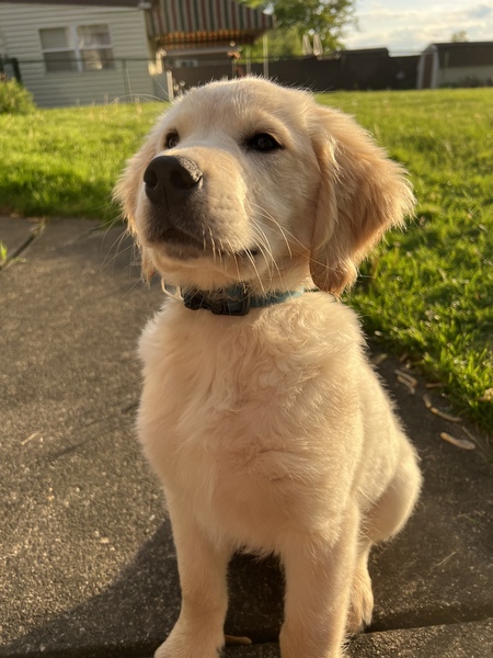 Finn
