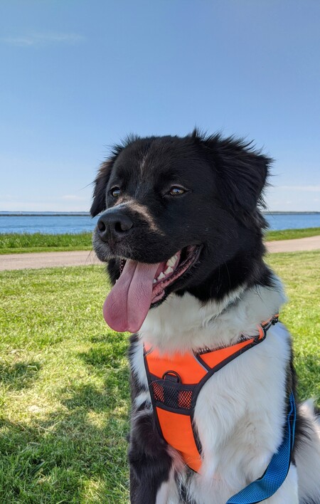 Flynn