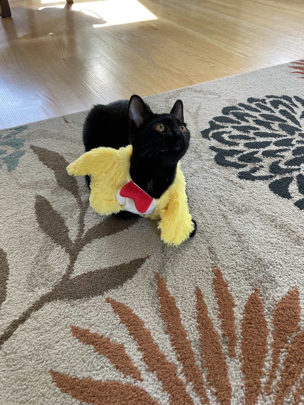 Vote for Eve St. Sophia’s 2022 Octopurrfest Pet Costume Contest