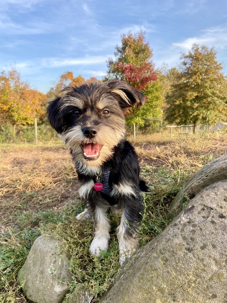 Pippa