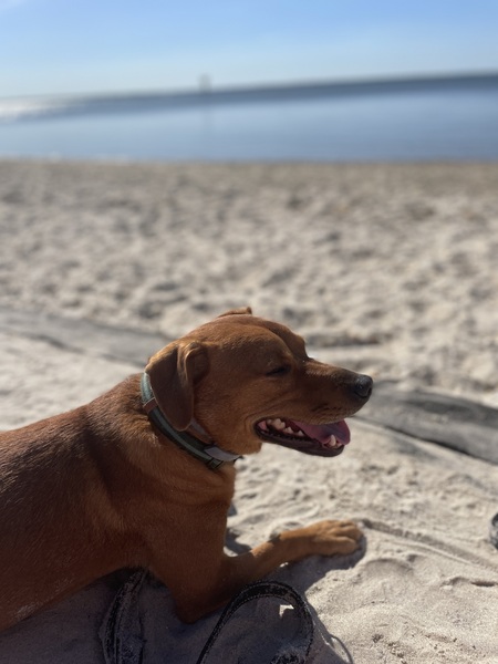 Gryffin