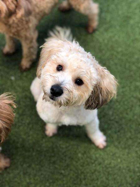Hugo