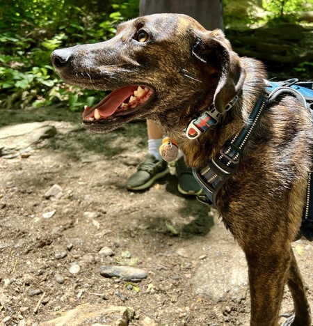 Ziva