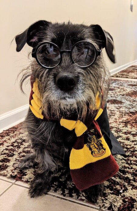 Harry
