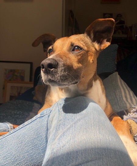 Hoagie