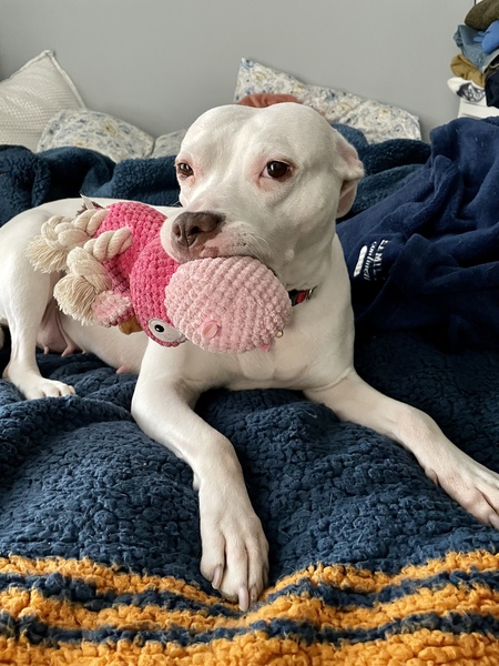Pinky