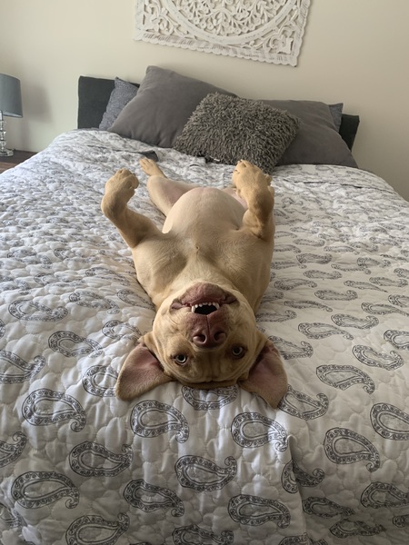 Stella