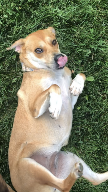 Gracie
