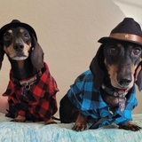 Entry image for Barney and Fred 