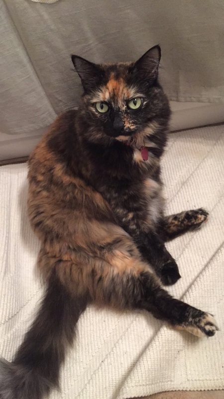 Entry image for Kitty-Lynn. Clicking this image will show a larger photo