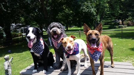 Jake, Gunner, Lucy & Ziggy