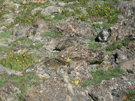 Alpine Camouflage 