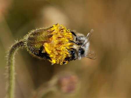 Frigid Bumblebee
