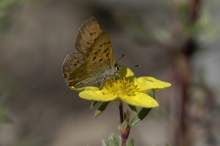 Dorcas Copper sipping nectar on a late summer morning