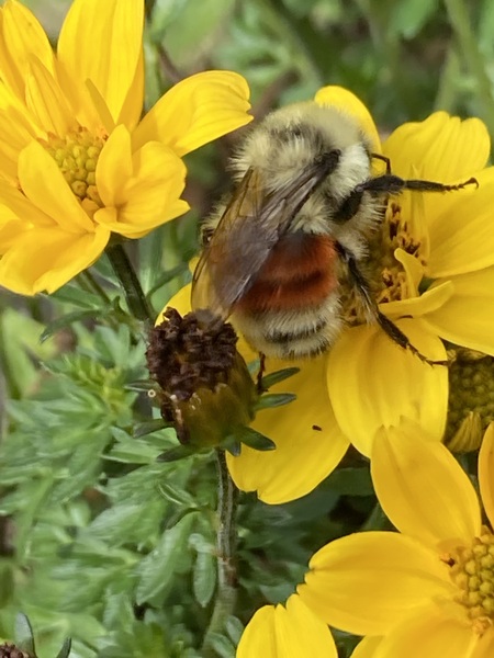 Bee on yellow bloom
