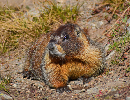 Curious Visitor